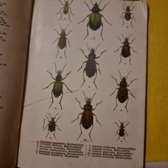 Atlas mic insecte, in limba germana(gotică)