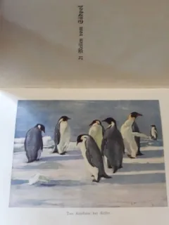 21 Meilen vom Sudpol - E.H.Shackleton (La 21 Mile de Polul Sud)