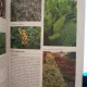The complete encyclopedia of trees and shrubs - Nico Vermeulen