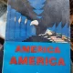 AMERICA AMERICA - SANDA GOLOPENTIA