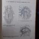 INDREPTAR PRACTIC DE CHIRURGIE GINECOLOGICA - OCTAV RUSU