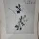 Mapa cu stampe chinezesti