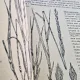 Curs de botanica - Gh. Anghel 2 volume  cu dedicatia autorului