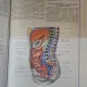 ATLAS DE ANATOMIE UMANA, VOL. I, II, III - MIRCEA GH. IFRIM