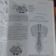 THORACOLUMBAR SPINE FRACTURES - YIZHAR FLOMAN