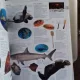 ENCICLOPEDIA ILUSTRATA A FAMILIEI - VOL.6 E-F