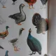 CALAUZA IN LUMEA PLANTELOR SI ANIMALELOR - CONSTANTIN PARVU