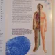 CORPUL OMENESC , O FASCINANTA INCURSIUNE IN TAINELE ALCATUIRII SI FUNCTIONARII CORPULUI OMENESC , 1996
