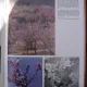 NANJING SCENES - ALBUM