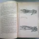 CHIRURGIA IN CAMPANIE - ATANASIU P. ION  VOL.II