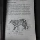 PISICILE, O ENIGMA A LUMII ANIMALE - IOAN BUD