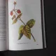RESURSE MEDICINALE IN FLORA ROMANIEI - HONORIUS POPESCU