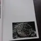 DIE ALTEN MAYA UND IHRE KULTUR, ALBUM, TEXT IN LIMBA GERMANA