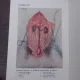 Lucrari practice de anatomie si si fiziologie animala - M. Stoica
