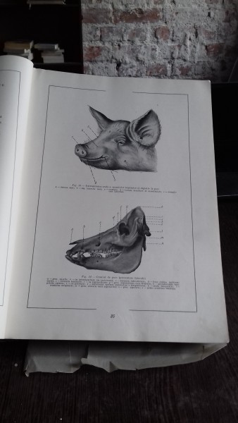 ATLAS DE ANATOMIE COMPARATIVA - VASILE GHETIE   VOL.2