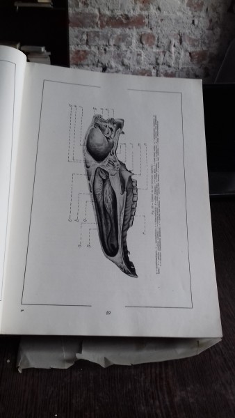 ATLAS DE ANATOMIE COMPARATIVA - VASILE GHETIE   VOL.2