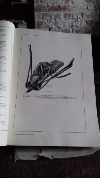 ATLAS DE ANATOMIE COMPARATIVA - VASILE GHETIE   VOL.2