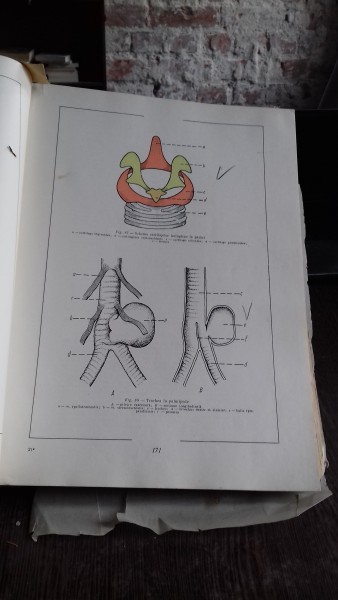 ATLAS DE ANATOMIE COMPARATIVA - VASILE GHETIE   VOL.2