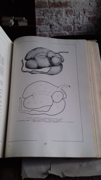 ATLAS DE ANATOMIE COMPARATIVA - VASILE GHETIE   VOL.2