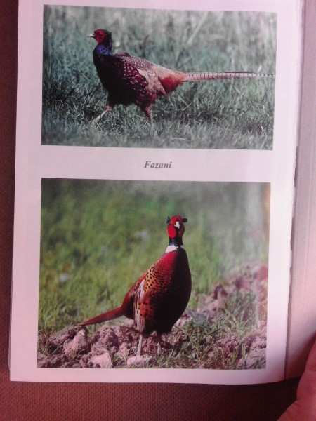 Cresterea animalelor de ferma - Stelian Dinescu  vol.IV
