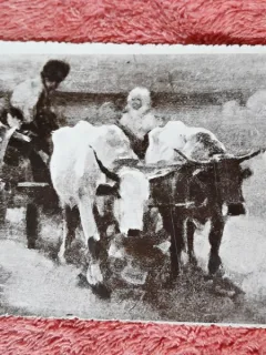 Carte postala, Car cu boi/Grigorescu