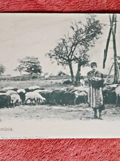 Carte postala, cioban cu turma de oi, inceput de secol XX