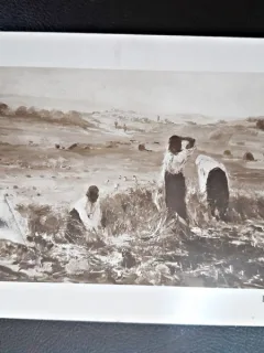 Carte postala, La secerat, Verona, inceput de secol XX