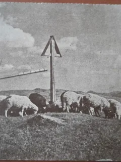 Carte postala, turma de oi in Romania, 1943