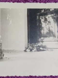 Fotografie, Oltenita, pisici odihnindu-se la intrarea unei case, 1937