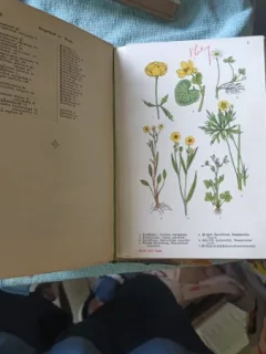 Schreibers Kleiner Atlas , Pflanzen in Wiesen , Moor und Wasser