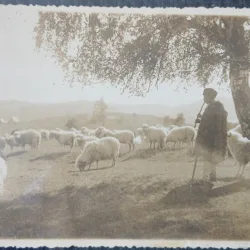 Carte postala, Cioban cu oile in muntii din Romania, perioada interbelica