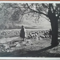 Carte postala, turma de oi in Romania, 1937