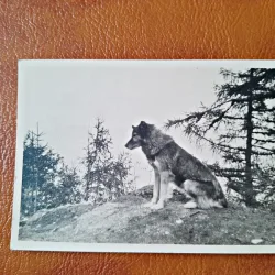 Fotografie lup