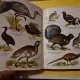 Atas pasari domestice in limba germană Schreibers Kleiner atlas der einheimischen vogel)