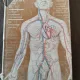HUMAN ANATOMY - M. PRIVES VOL.II