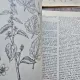 Plante medicinale si aromatice - Racz G., Laza A., Coiciu E.