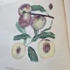 Pomicultura si Pomologie - Fl. Lupescu, I. Militiu (cu dedicatia lui Fl. Lupescu)