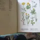 Schreibers Kleiner Atlas , Pflanzen in Wiesen , Moor und Wasser